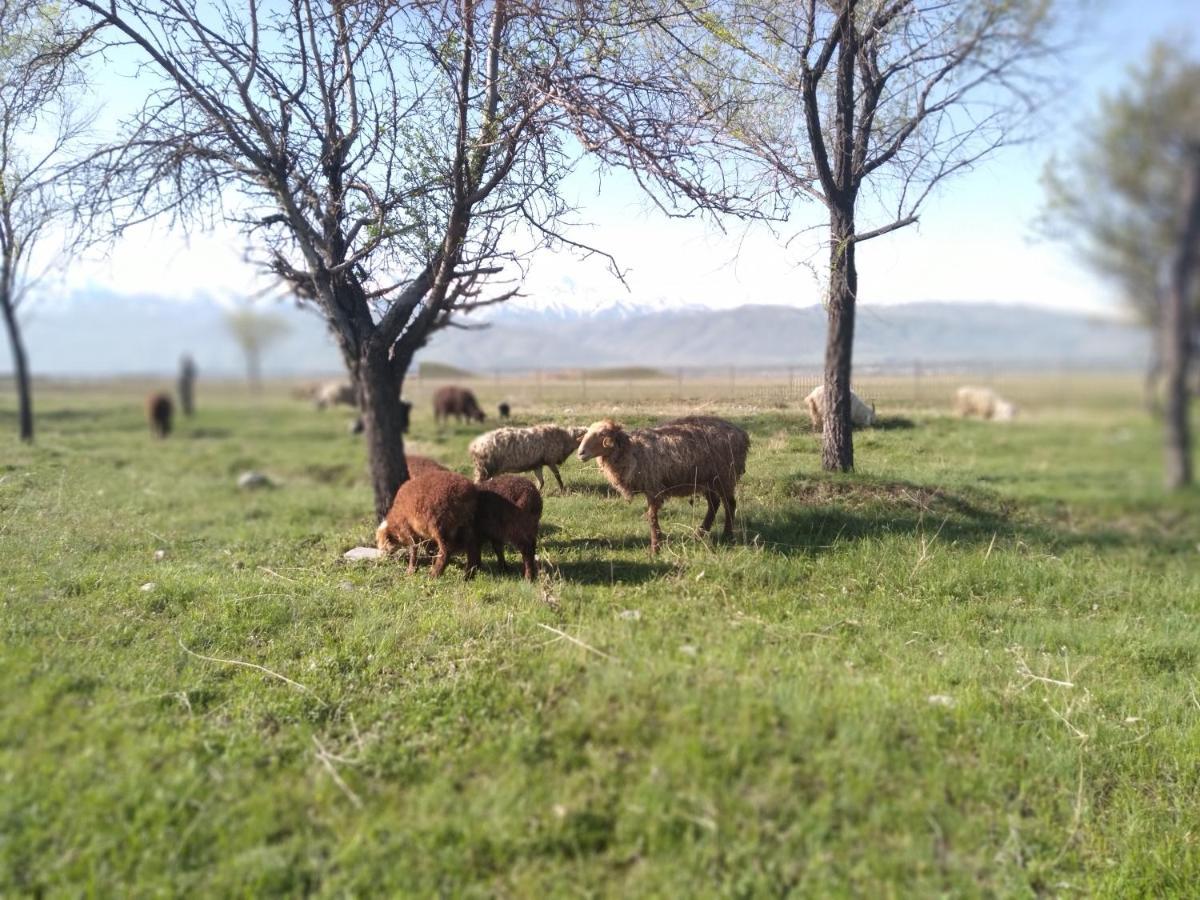 Уютный Ночлег Иссыкские Курганы Rahat Εξωτερικό φωτογραφία